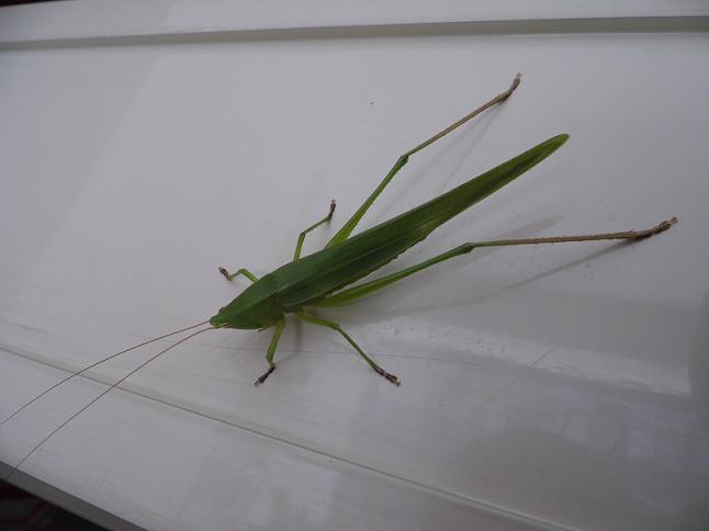 Conferma ID Tettigonia. No. Ruspolia nitidula